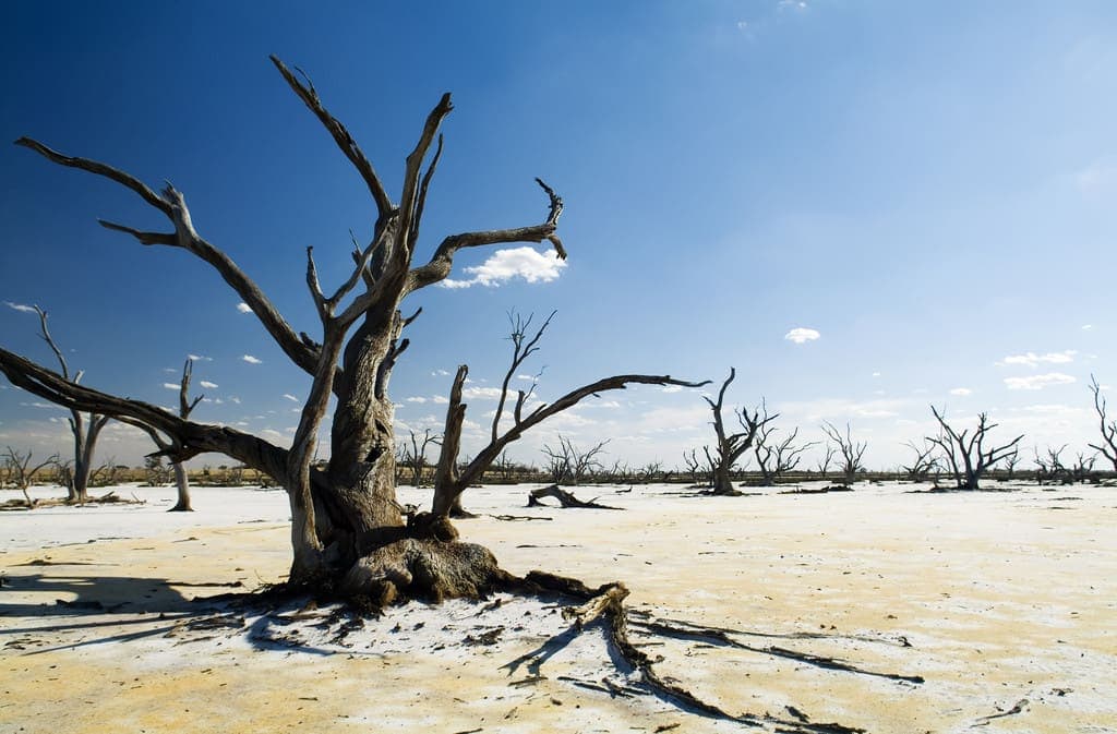 Klimawandel - Abgestorbene Baumstämme
