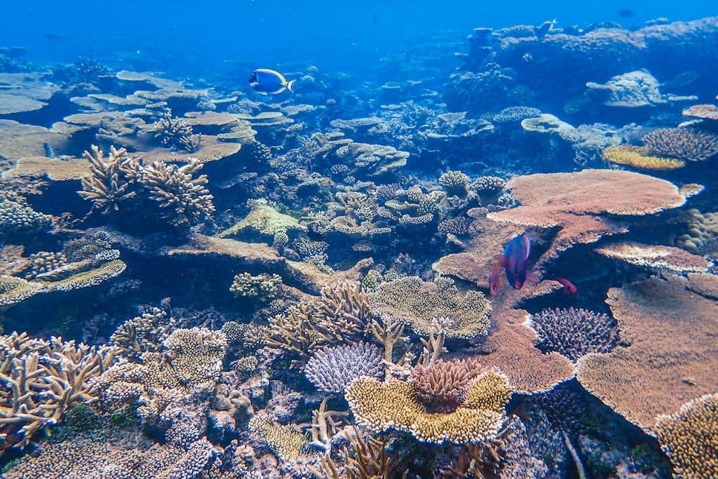 Korallenbleiche auf den Malediven